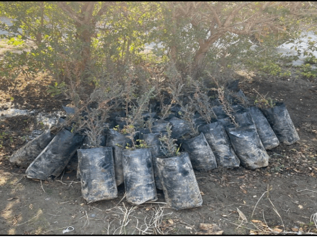 100Trees Planted