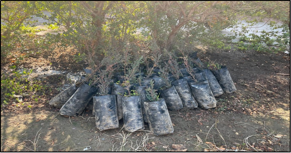 100Trees Planted